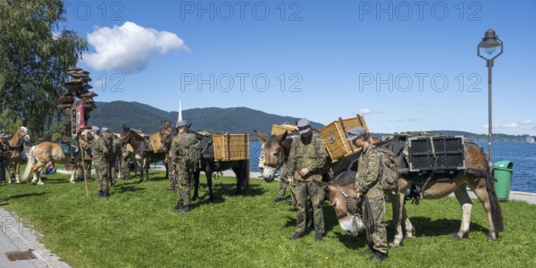 Bundeswehr soldiers with horses, mountain carrier company, soldiers in camouflage uniform, set up