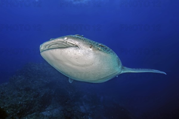 Underwater photo of Great Whale Shark (Rhincodon type) plankton-eater swimming past coral reef