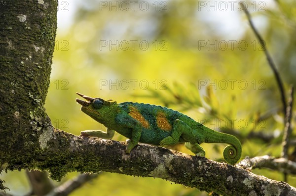 Three-horned chameleon (Trioceros jacksonii), male, Bwindi Impenetrable Forest National Park,