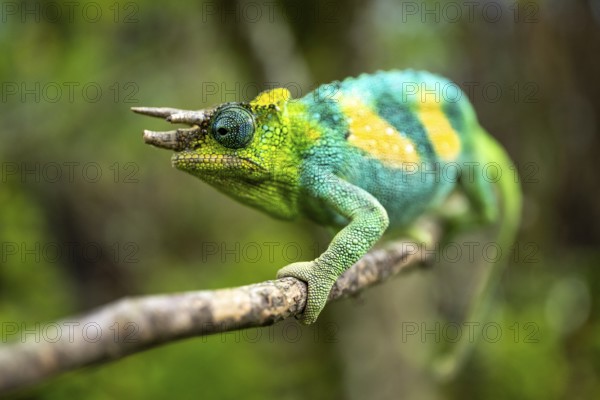 Three-horned chameleon (Trioceros jacksonii), male, Bwindi Impenetrable Forest National Park,