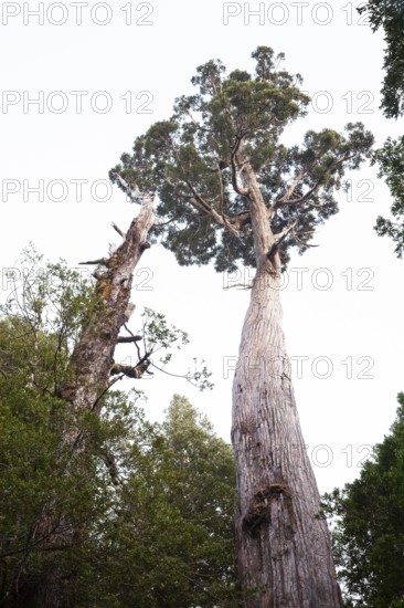 A very large and old King Billy pine (Athrotaxis selaginoides) an ancient conifer in Cradle