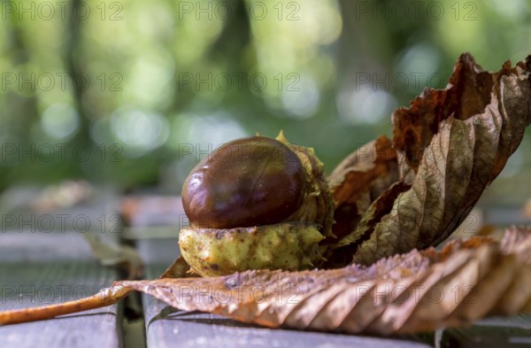 Horse chestnut (Aesculus) with broken skin on a wooden bench, MÃ¼nsterland, North Rhine-Westphalia,