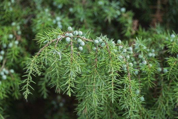 Common juniper (Juniperus communis), juniper bush with unripe berries, Buurserzand Nature Reserve,