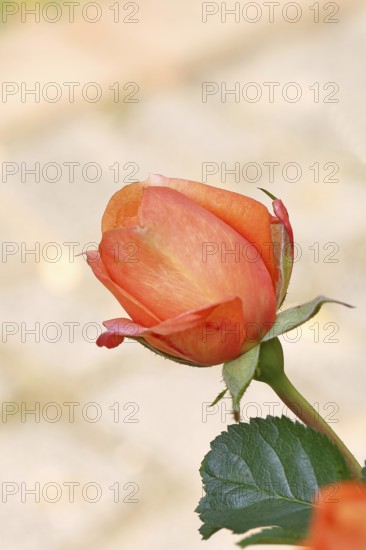 Rose blossom (Rosa sp.), salmon-colored flower, in a garden, Wilnsdorf, North Rhine-Westphalia,