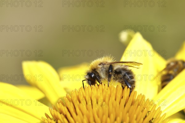 Field bumblebee (Bombus pascuorum) collecting nectar at the flower of a coneflower (Echinacea),