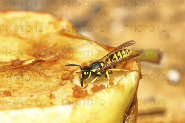 Saxon wasp (Dolichovespula saxonica) licks sap from the wound of a ripe apple, Wilnsdorf, North