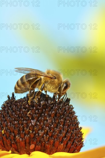 European honey bee (Apis mellifera), collecting nectar from a flower of yellow coneflower