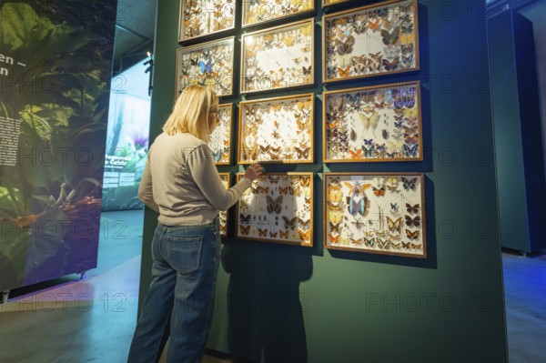 Woman looking at a display with butterflies in a frame, exhibited in a museum gallery, Amazonia
