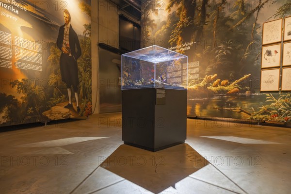 Historical presentation and exhibits in an illuminated exhibition room, Amazonia exhibition,