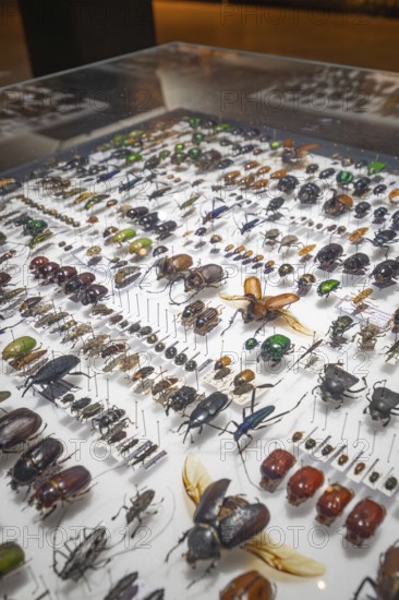 Showcase with a diverse collection of beetles and insects, Amazonia exhibition, Gasometer,