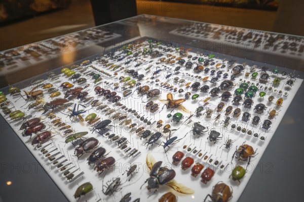 Detailed collection of beetles in a glass case at an exhibition, Amazonia exhibition, Gasometer,