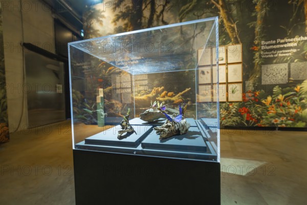 Plant and root exhibition in a glass display case in a museum, Amazonia exhibition, Gasometer,