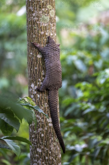 Pangolin climbing a tree, white-bellied pangolin (Phataginus tricuspis, Manis tricuspis), Western