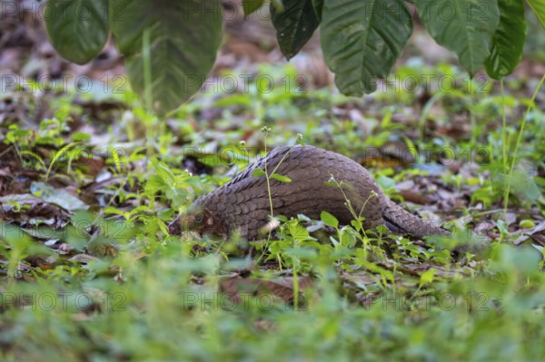Pangolin on the ground, white-bellied pangolin (Phataginus tricuspis, Manis tricuspis), Western