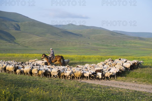 Shepherd drives flock of sheep through green hills in sunny weather, near Zovaber, Kotayk province,