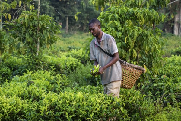 Worker on a tea plantation picking tea leaves, Western Region, Uganda
