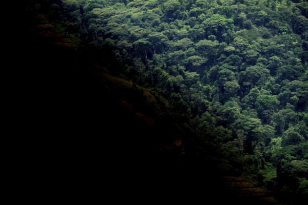 Symbolic image of deforestation, loss of rainforest, jungle, Bwindi Impenetrable Forest National