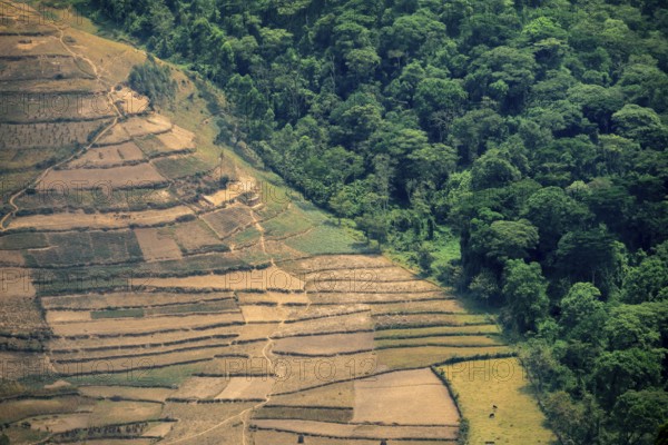 Contrast between forest and farmland, symbolic image of deforestation, loss of rainforest, jungle,
