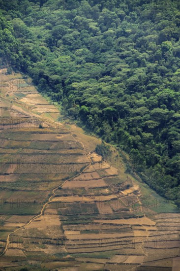Contrast between forest and farmland, symbolic image of deforestation, loss of rainforest, jungle,
