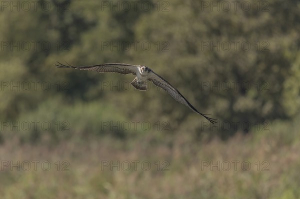 A majestic bird of prey flies across an open landscape under a clear blue sky and scans its
