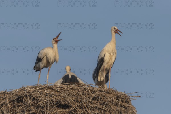 Juvenile storks stand on a nest of Twigs. It is spring and the sky is blue in the evening. Birds