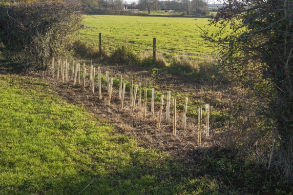Saplings planted in protective tubes to regrow gap in hedgerow, Sutton, Suffolk Sandlings, Suffolk,
