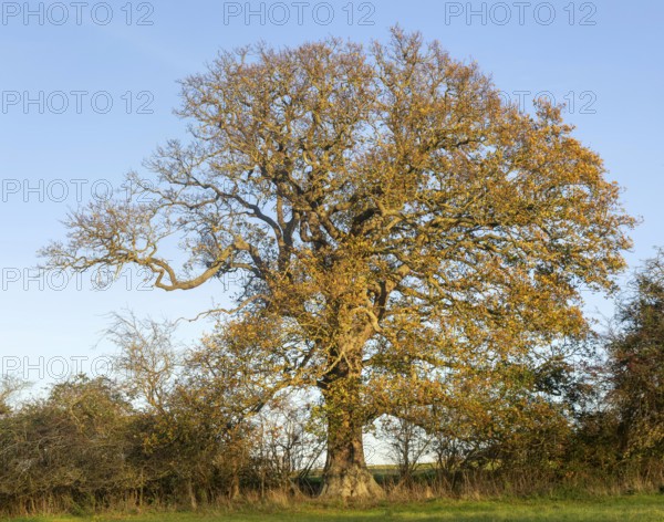 Oak tree in autumn, Quercus robur, against blue sky, Sutton, Suffolk Sandlings, Suffolk, England,