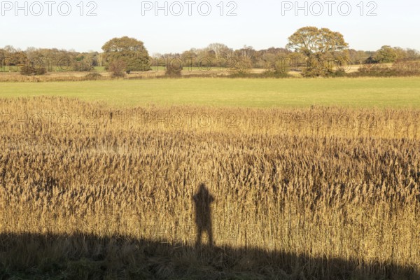 Silhouette shadow of person photographer reeds autumn landscape, Sutton, Suffolk Sandlings,