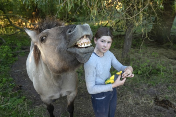 Howling horse, next to a young girl in the pasture, Othenstorf, Mecklenburg-Western Pomerania,