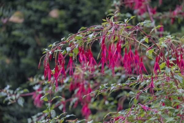 Scarlet fuchsia (Fuchsia magellanica), garden fuchsia, winter-hardy, MÃ¼nsterland, North