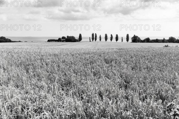Ripe wheat field in summer, dead ripe, Ertholmene, pea islands on the horizon, monochrome,