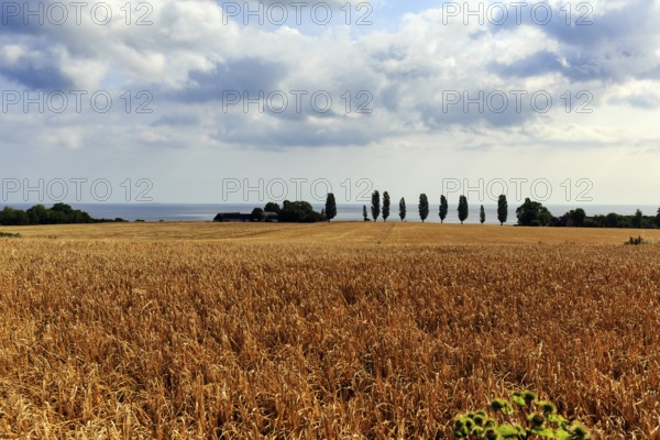 Golden brown, ripe wheat field in summer, dead ripe, Ertholmene, pea islands on the horizon,