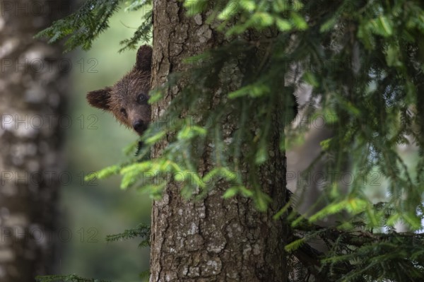 European brown bear (Ursus arctos arctos), young animal climbing on tree, Notranjska region,