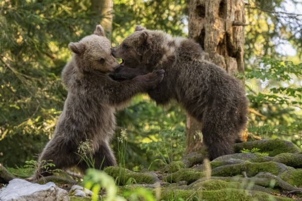 European brown bear (Ursus arctos arctos), two young animals playing in the forest, Dolenjska
