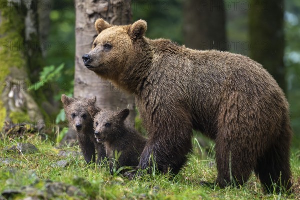 European brown bear (Ursus arctos arctos), mother with two cubs, in the forest, Notranjska region,