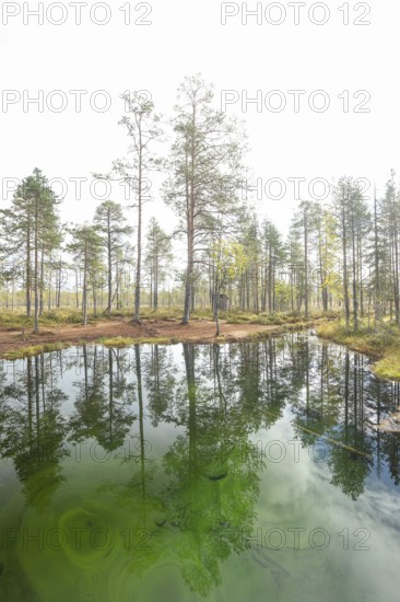 Emerald green spring water reflects autumn trees. Frog spring in the moor, wetland in Arvidsjaur,