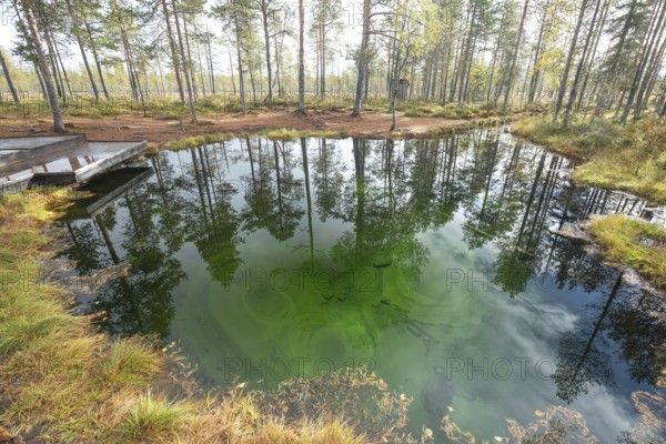 Emerald green spring water reflects autumn trees. Frog spring in the moor, wetland in Arvidsjaur,