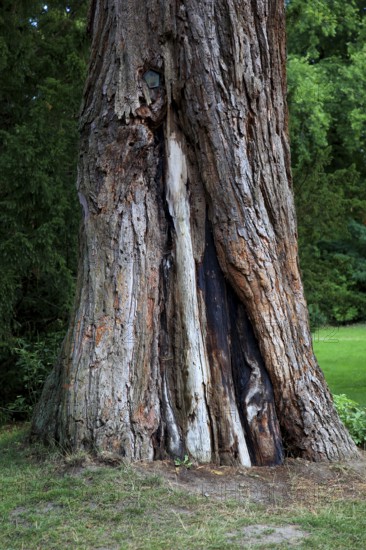 Giant sequoia, Sequoiadendron giganteum, in Putbus Castle Park on the island of RÃ¼gen,