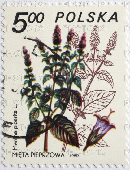 Medicinal plant as stamp motif, Mentha piperita, peppermint, Poland