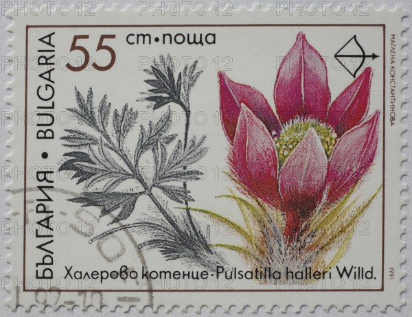 Medicinal plant as stamp motif, Pulsatilla halleri, Hallers cowbell or Hallers kitchen bell,