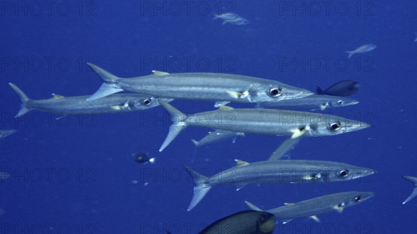 A swarm of slender fish, bigeye barracuda (Sphyraena forsteri), migrates through the blue sea.