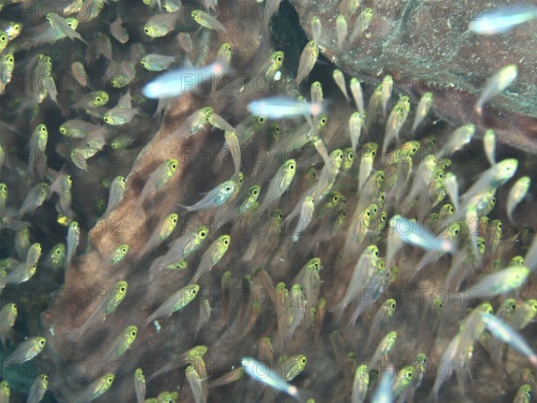 A swarm of small, transparent fish, golden glassfish (Parapriacanthus ransonneti), swims near a