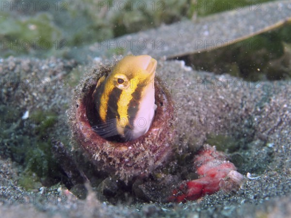 A striped mimicry saber hagefish (Petroscirtes breviceps) peeks out of an empty bottle in the sand,