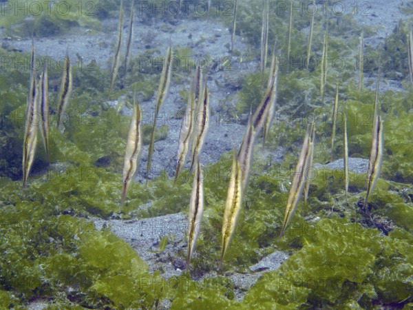 Several fish, striped snipefish, razorfish (Aeoliscus strigatus), stand vertically in a group above