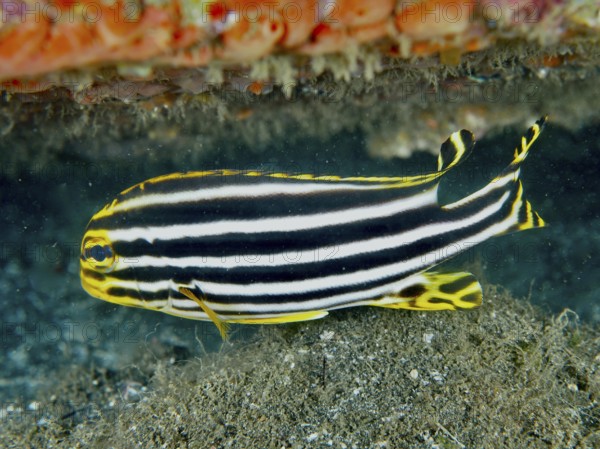 Striped fish with black and yellow stripes, striped sweet lip (Plectorhinchus lessonii), at the
