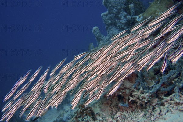 A flock of striped triplet (Helcogramma striata) swims close together in blue water on coral reefs.