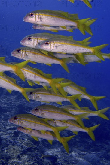 A swarm of yellow fish, yellowtail mullet (Mulloidichthys vanicolensis), swims in formation through