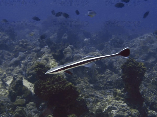 A striped ship owner (Echeneis naucrates) swims over corals in a blue tropical sea. Twin Reef Dive