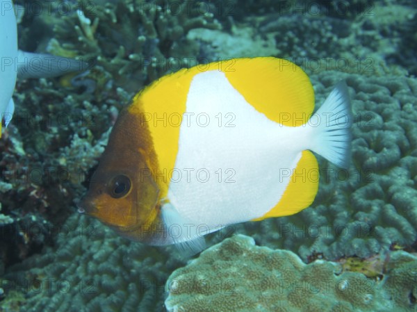 A yellow pyramidal butterflyfish (Hemitaurichthys polylepis) shows its yellow-white colors on the