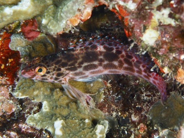 A spotted coral guard (Cirrhitichthys oxycephalus), cleverly hides among the corals. SD Dive Site,